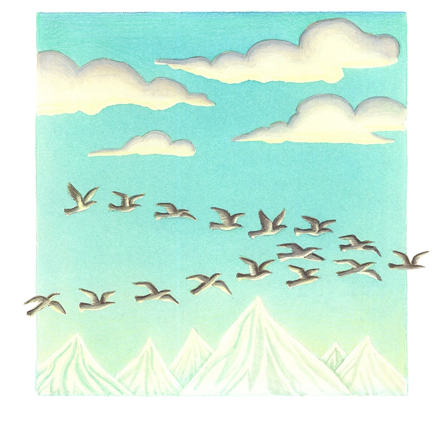 Illustration 5 ‘Many birds take long trips’