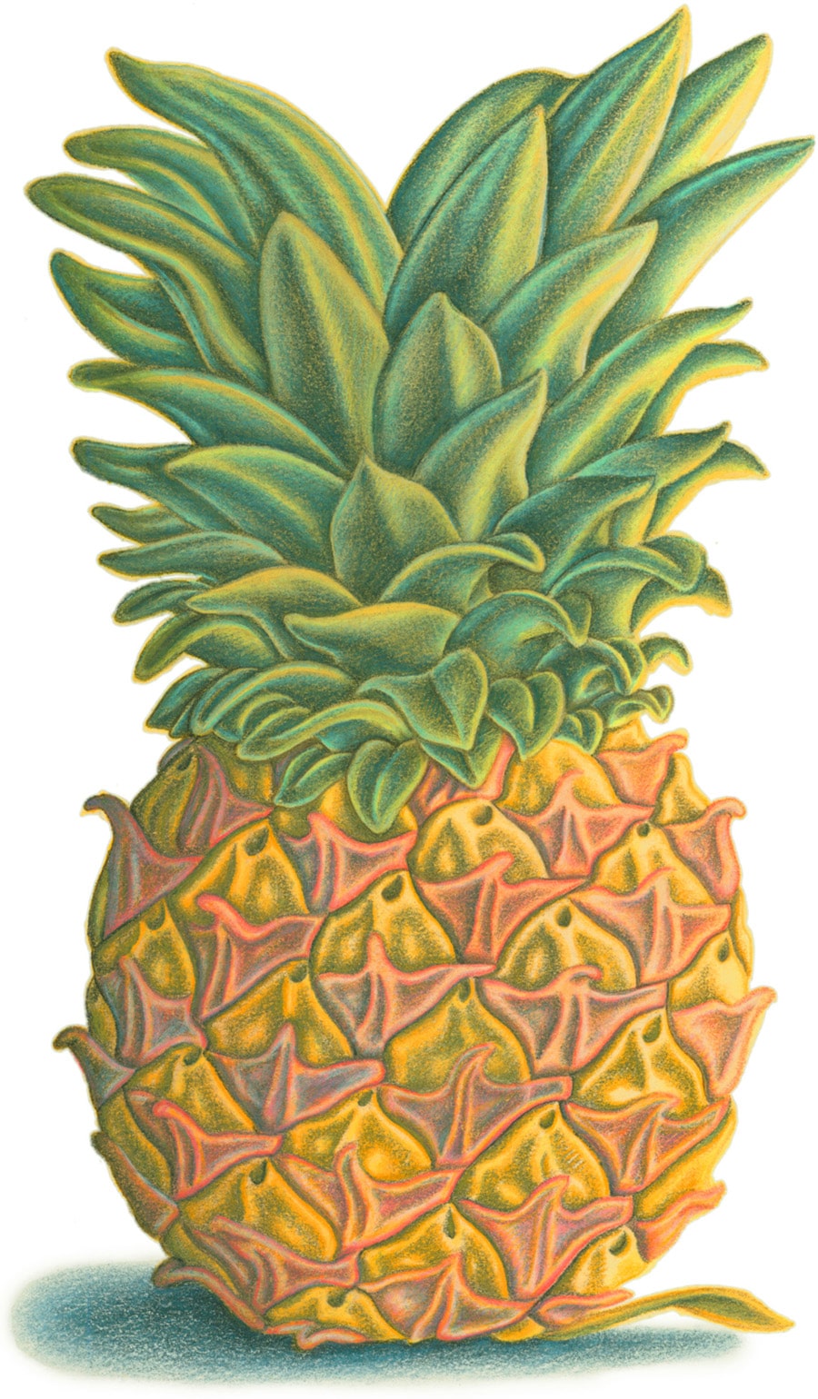 Hand Drawn Food Illustrations. Illustration 1 ‘The Pineapple’ (Pixel dimensions available w1819 x h2956)