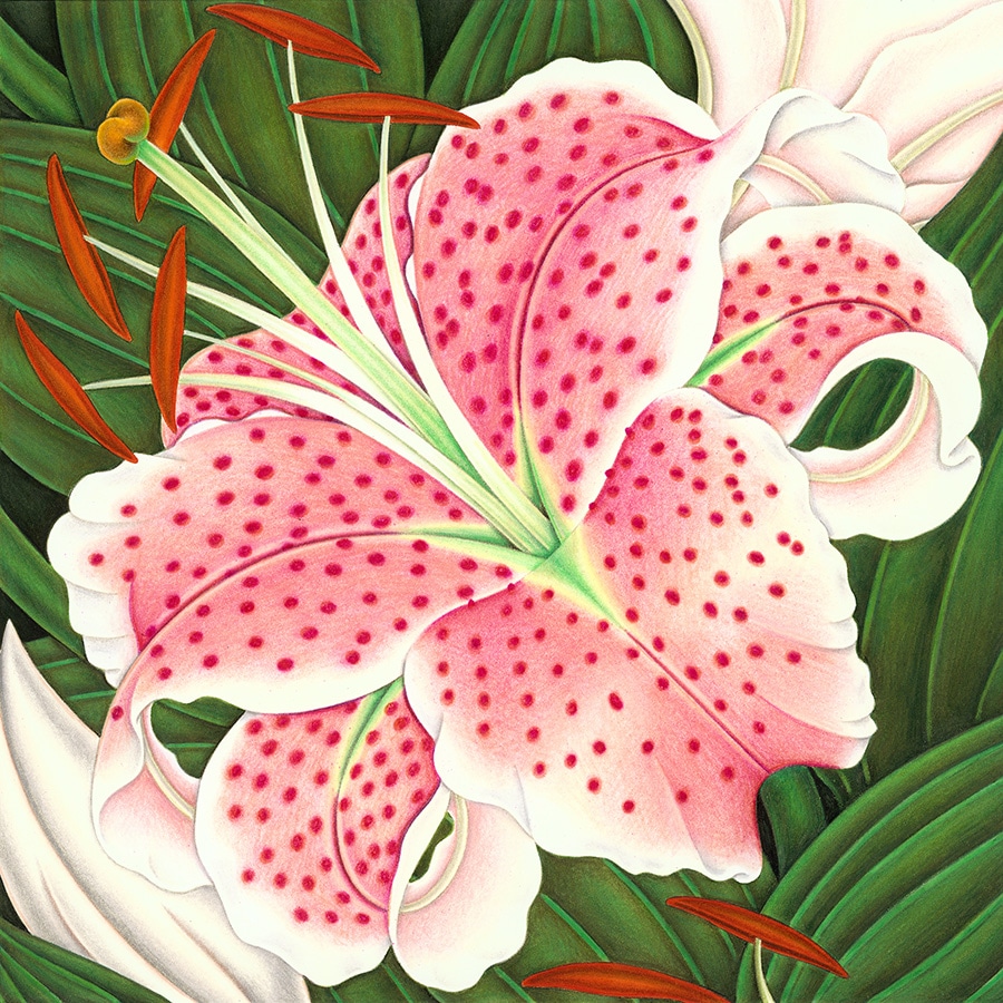 Hand Drawn Illustration Library. Illustration 5 ‘Stargazer Lily’ (Pixel dimensions available w3398 x h3398) 